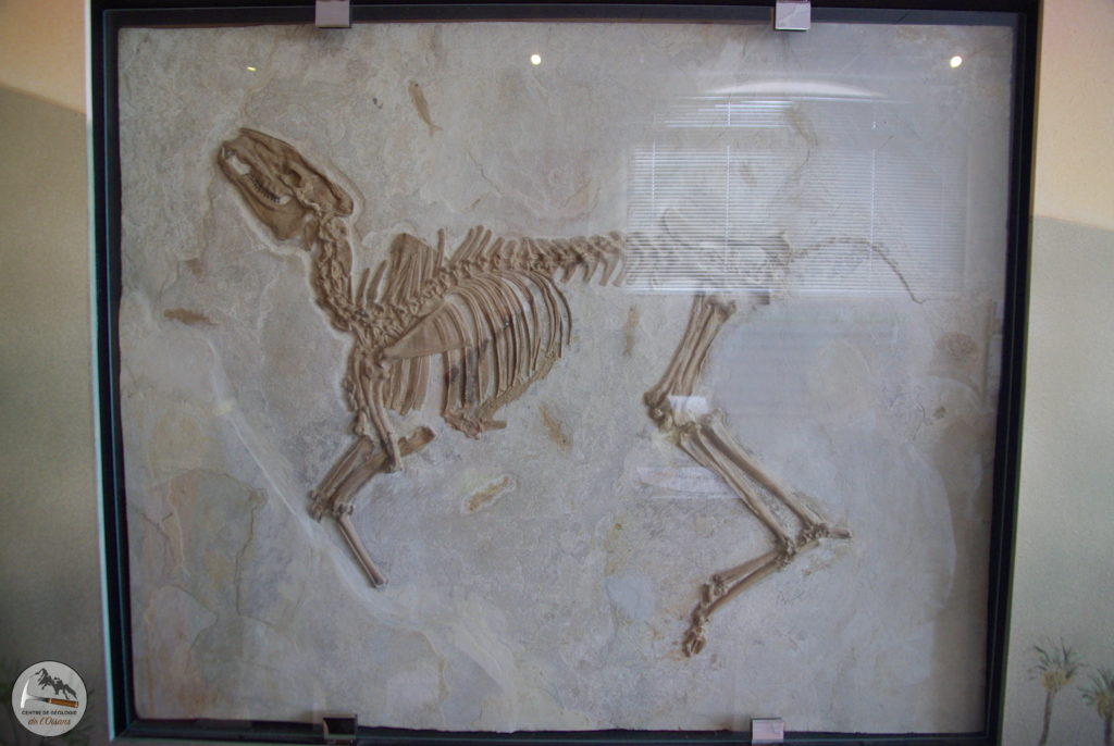 Fossile de "Bachiterium". Photo prise au musée de Vachères.