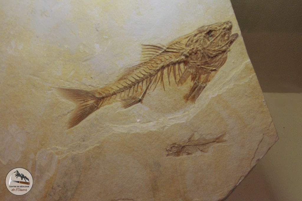 Fossile de poisson Oligocène sur le point de pondre. Photo prise au musée de Vachères.