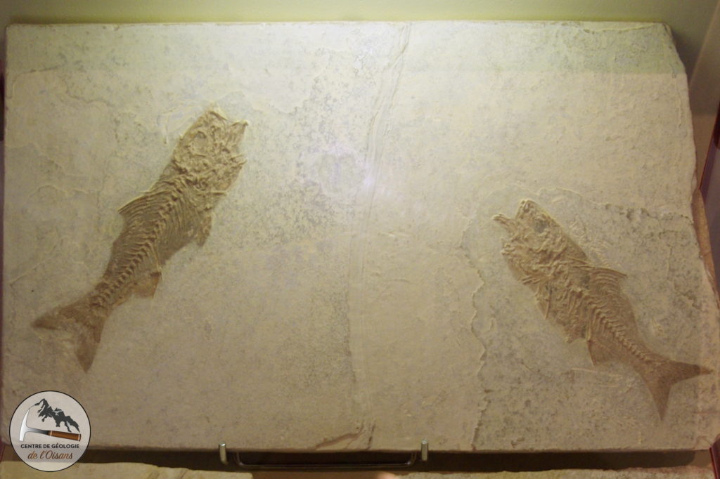 Fossiles de poissons Oligocènes. Photo prise au musée de Vachères.