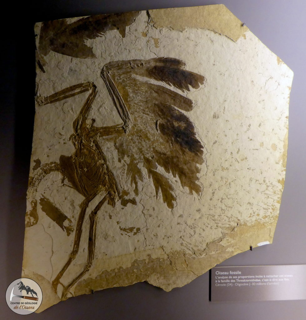 Fossile d'oiseau Oligocène. Photo prise au musée du parc à Apt.